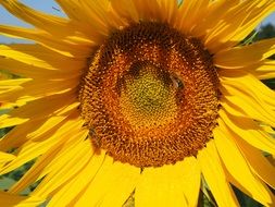 pollination of sunflower