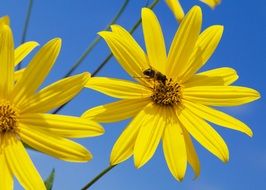 bee on a bright yellow flower