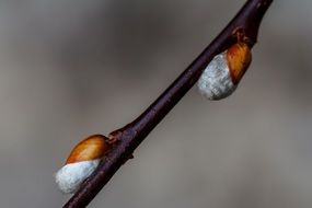 soft buds on a pussy willow