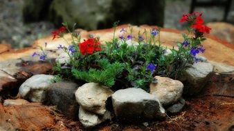 tiny flowers on stones