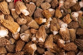 Morel Mushrooms