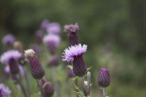 purple wildflower on blurred background