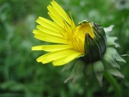 half open dandelion bud