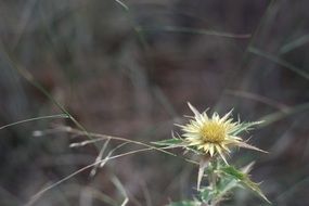 Dry Herbal Flower