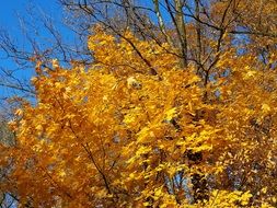 yellow leaves on a tree against a blue sky