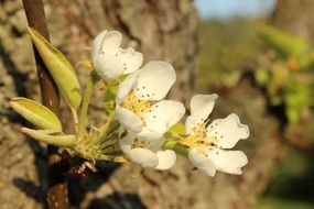 white flowers on a branch near the stone