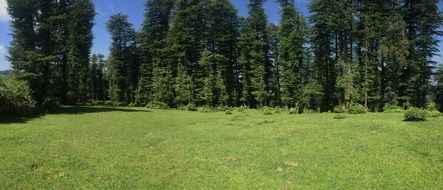 empty summer meadow in the forest