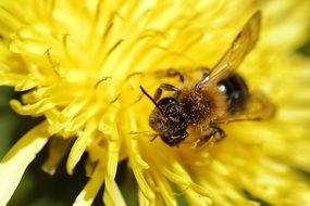 Bee on the yellow beautiful blooming flower