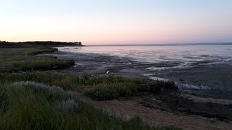 tall green grass on the coast