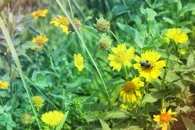 Natural Yellow Flowers in a garden