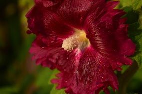 picturesque and pretty Red Flower
