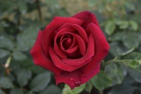 dark red rose on a bush close-up
