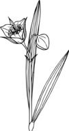black-white graphic image of a field plant with a bud