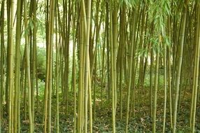 Green Bamboo stems in Forest