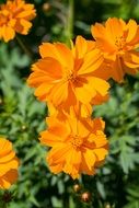 orange flower ornamental plant close-up on blurred background