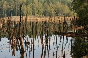 Branches in a river