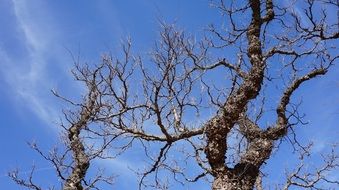 Ancient trees in nature on blue sky background with white clouds