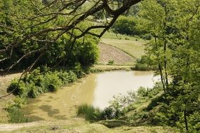 Beautiful lake among green trees and other plants on a sunny day on the landcape