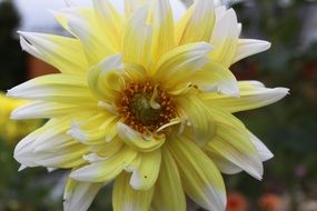 white-yellow dahlia close-up