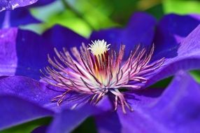 bright purple flower with stamens closeup