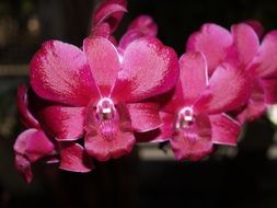 Red Orchid Flower Bright blooms