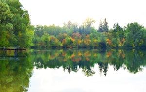 various trees are reflected in the lake
