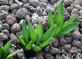 Green blooming plants in the stones in spring