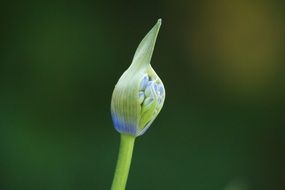 bud of agapanthus inflorescence close-up on blurred background