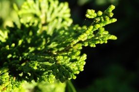 green bush branch in the sun