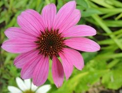 Beautiful blooming echinacea flowers in the garden