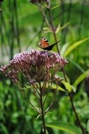 Spring Garden Butterfly