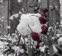 red berries on a bush in the snow in winter