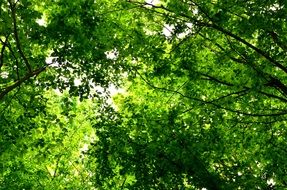 thick green tree leaves