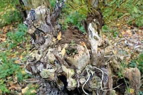 extraordinary Log Tree