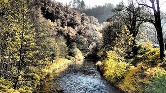 Forest Autumn river Shadow Trees view