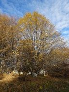 Landscape with the trees and rocks