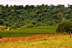Landscape Green Serrated Brazil