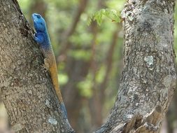 Blue Crested Lizard on tree trunk at wild