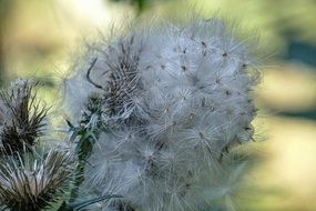 picturesque and pretty Seeds Thistle