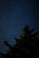 big tree on the background of the starry night sky