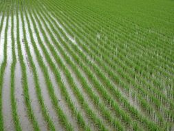 Green Paddy Field