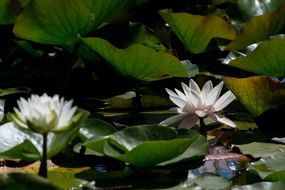 thickets of light water lilies on a pond