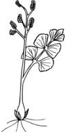 black-white graphic image of a plant with a leaf and inflorescence