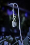 Senecio Cephaluphorus Flower