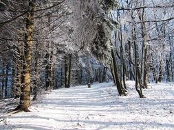 winter forest snowy path winter landscape