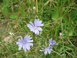 blue tiny wild Flowers closeup