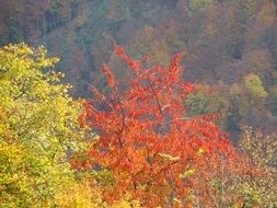 bright colorful foliage on autumn trees