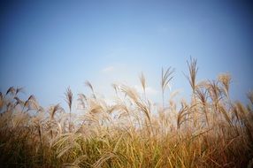 wheat field with ears of corn against blue sky