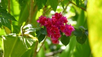 branch of an exotic pink flowers