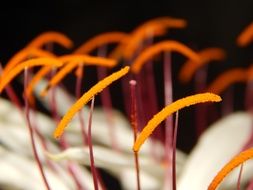 Flower Stamens with pollen, macro